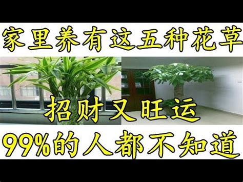 家裡可以種榕樹嗎|榕樹可以種家裡嗎？室內、室外種植指南 